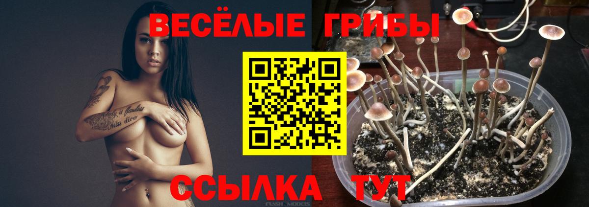 Кумертау  Галлюциногенные грибы Psilocybe  Вход с VPN  Галлюциногенные грибы мухоморы 